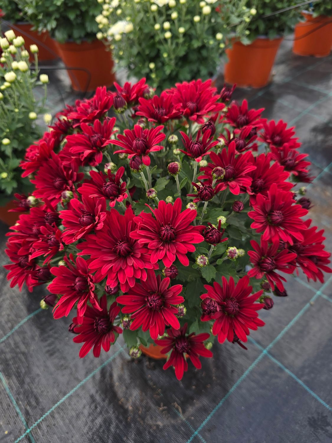 MULTIFLORA DEEP RED