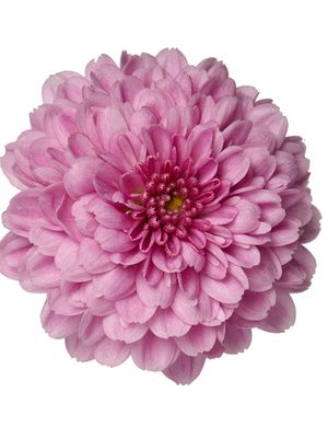 CRIZANTEMA ALEXIA LIGHT PINK