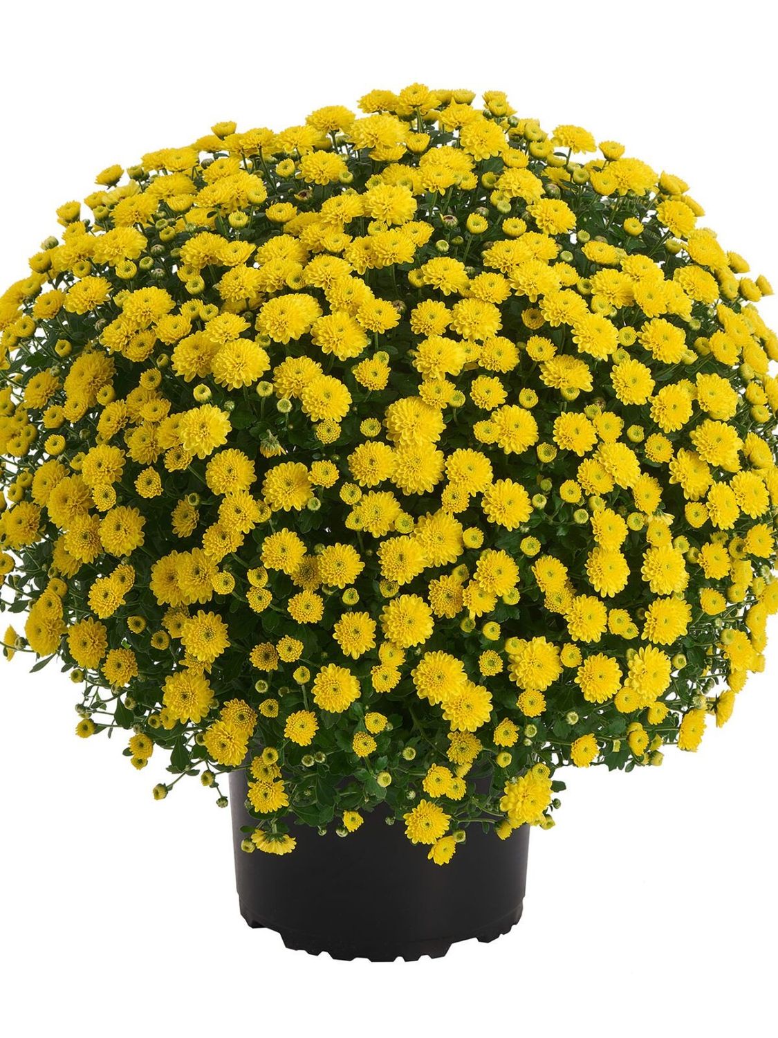 CRIZANTEMA ALEXIA YELLOW - T102