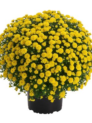 CRIZANTEMA ALEXIA YELLOW - T102