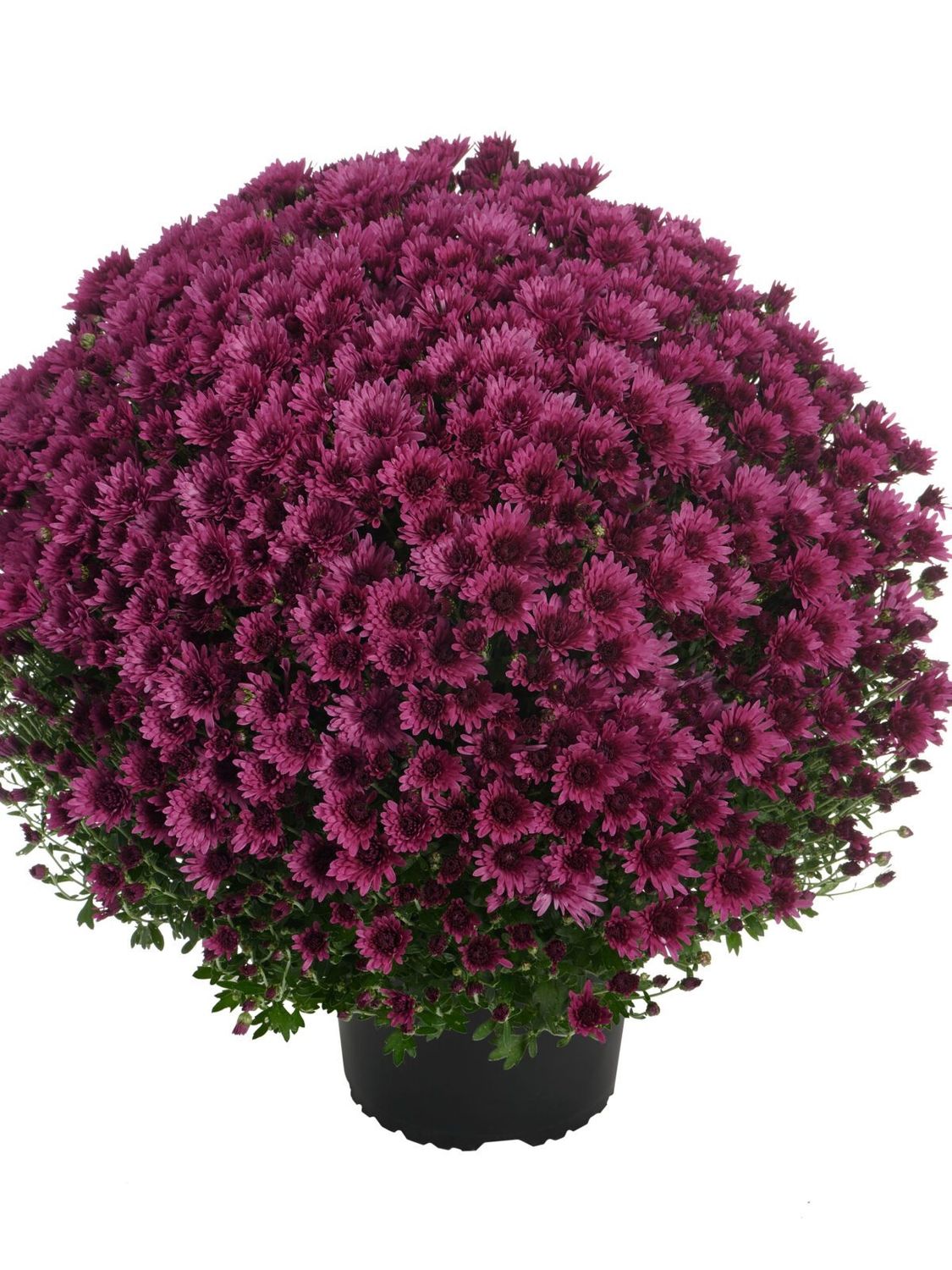 CRIZANTEMA ASTRIX PURPLE - T102