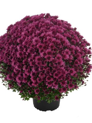 CRIZANTEMA ASTRIX PURPLE - T102