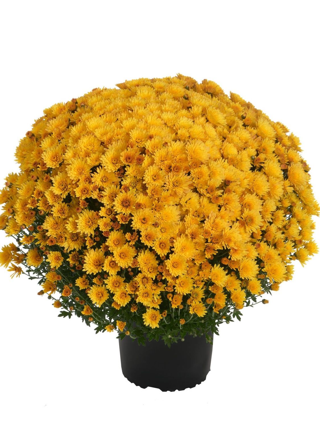 CRIZANTEMA ASTRIX YELLOW - T102