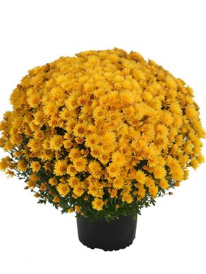 CRIZANTEMA ASTRIX YELLOW - T102