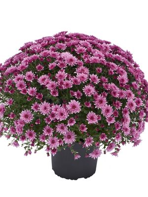 CRIZANTEMA AMADORE PINK - T102