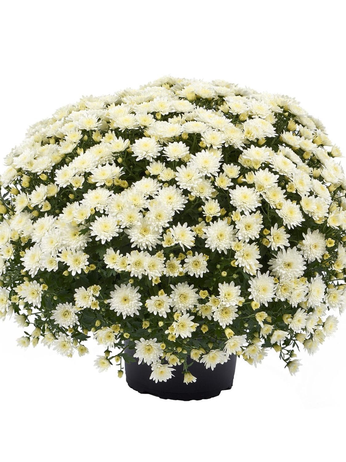 CRIZANTEMA AMADORE WHITE - T102