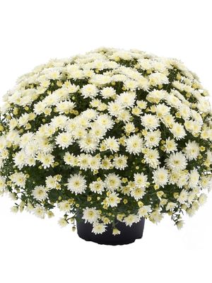 CRIZANTEMA AMADORE WHITE - T102