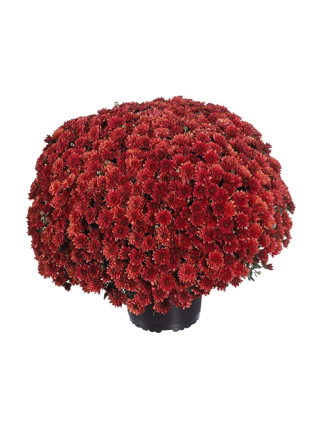 CRIZANTEMA PARADISO ORANGE - T102