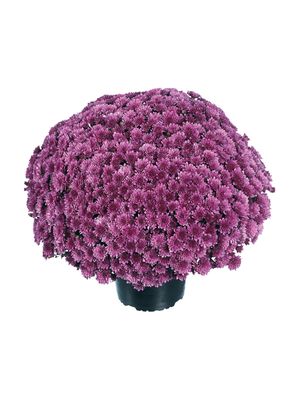 CRIZANTEMA PARADISO PURPLE - T102