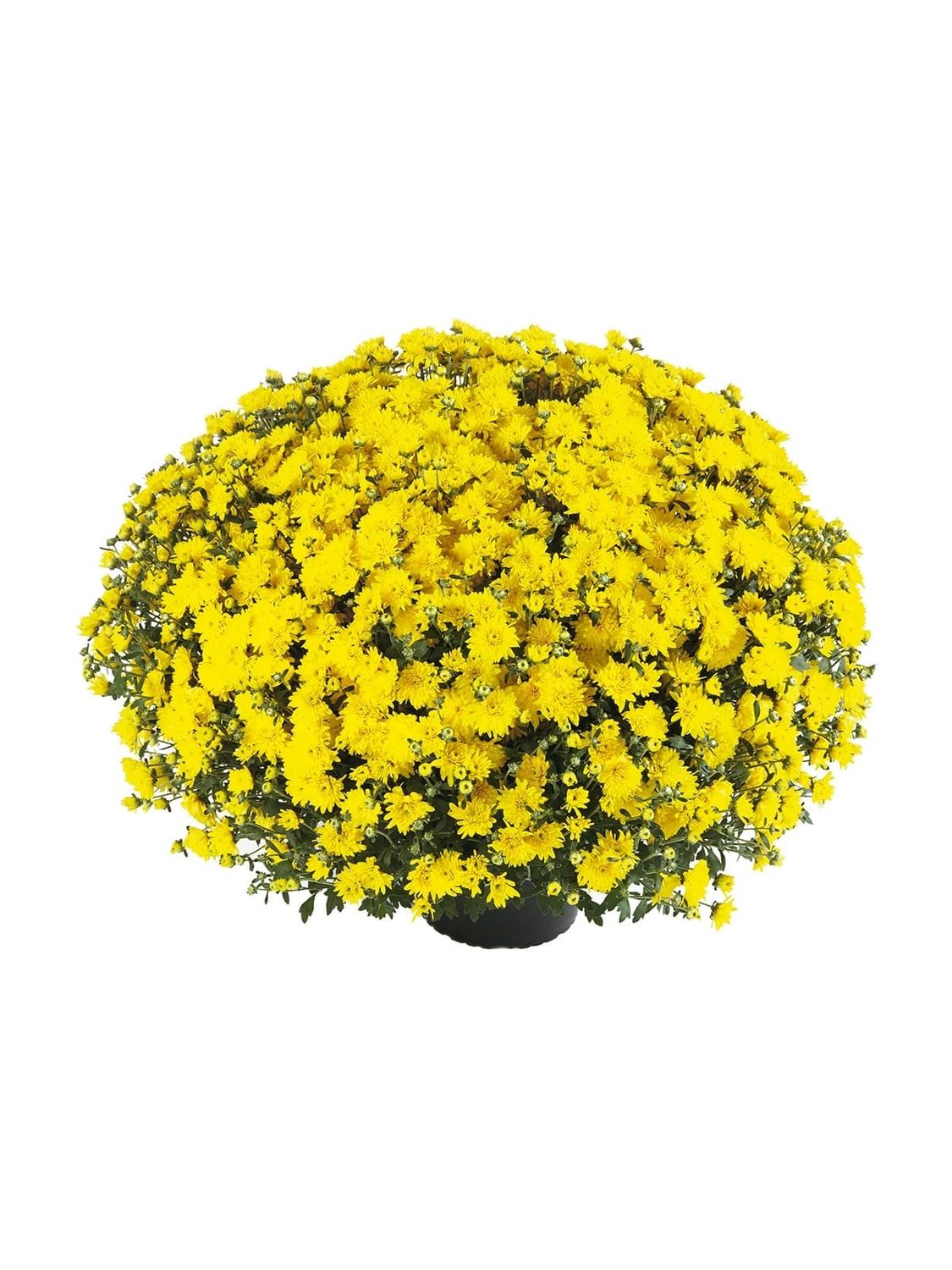 CRIZANTEME PLAYA SUNNY - T102