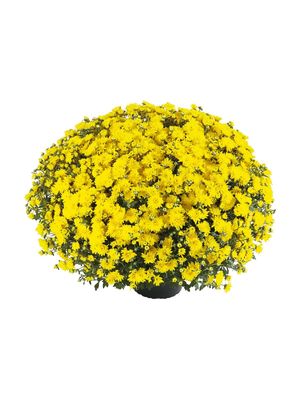 CRIZANTEME PLAYA SUNNY - T102