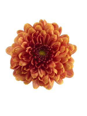 CRIZANTEMA ALEXIA ORANGE - T102