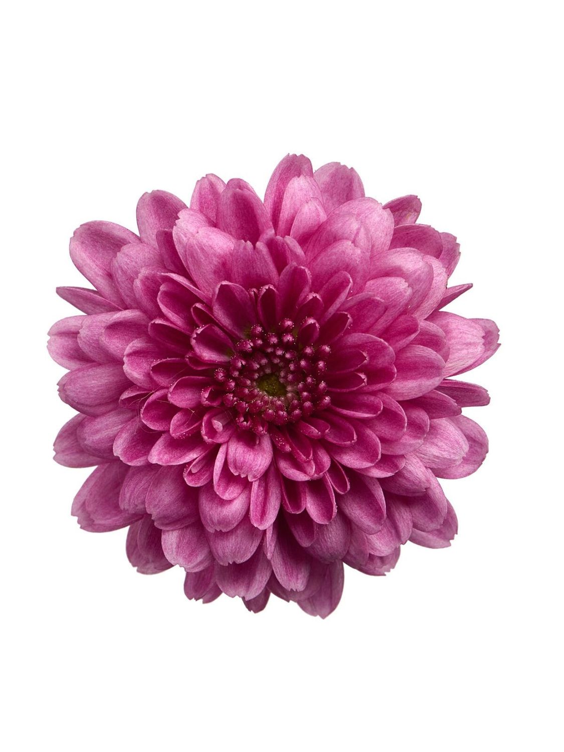 CRIZANTEMA ALEXIA PINK - T102