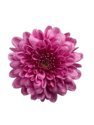 CRIZANTEMA ALEXIA PINK - T102