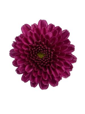 CRIZANTEMA ALEXIA PURPLE - T102