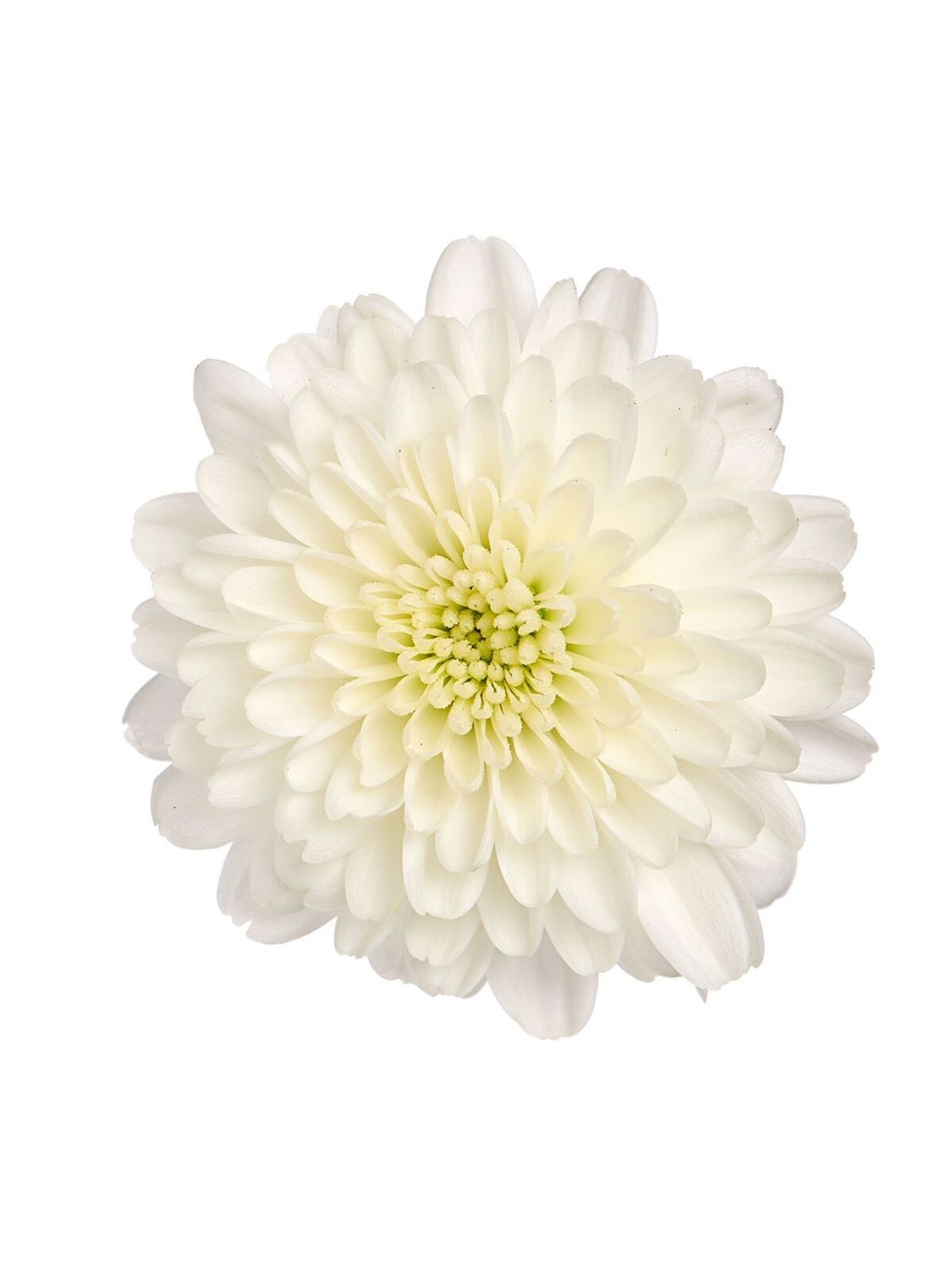 CRIZANTEMA ALEXIA WHITE - T102