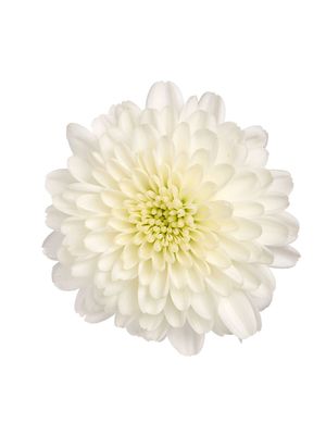 CRIZANTEMA ALEXIA WHITE - T102