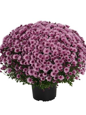 CRIZANTEMA ASTRIX PINK - T102