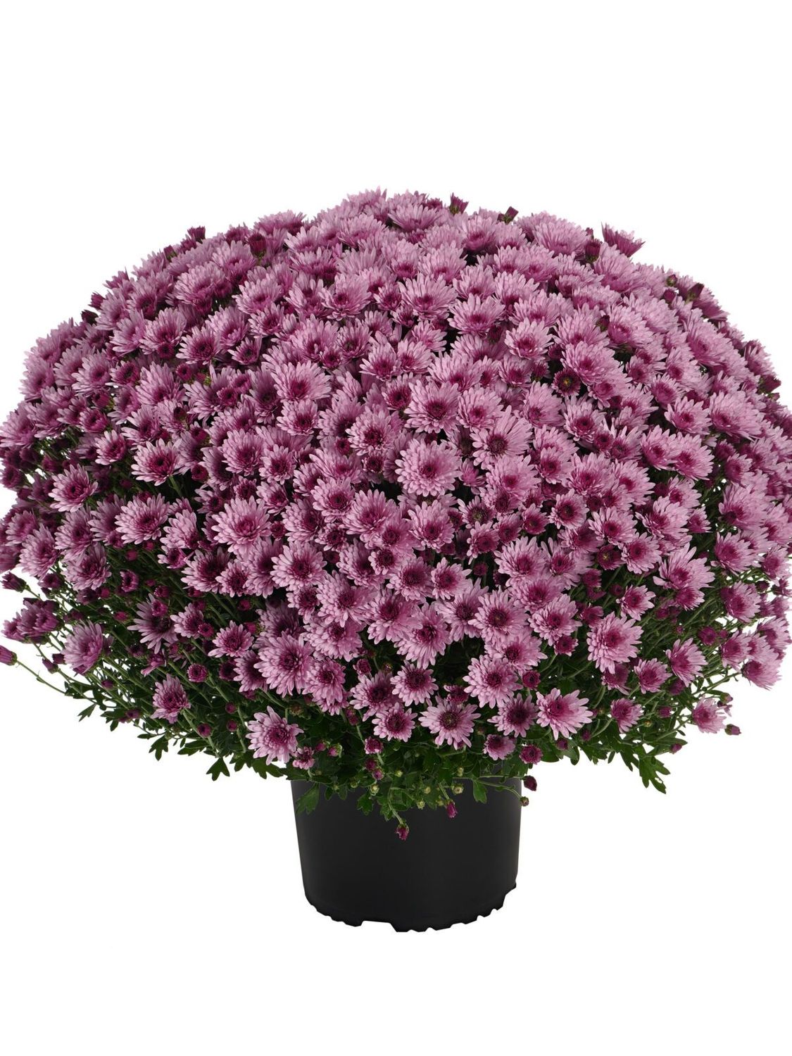 CRIZANTEMA ASTRIX PINK - T102