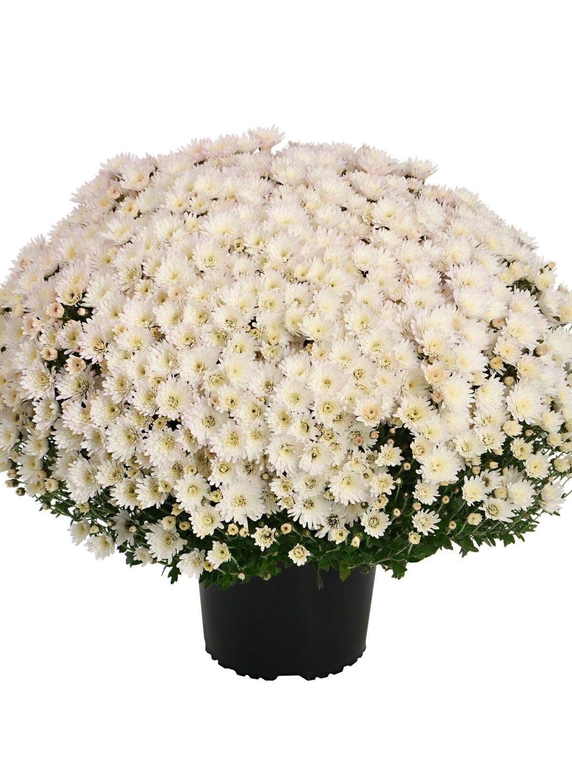 CRIZANTEMA ASTRIX WHITE - T102