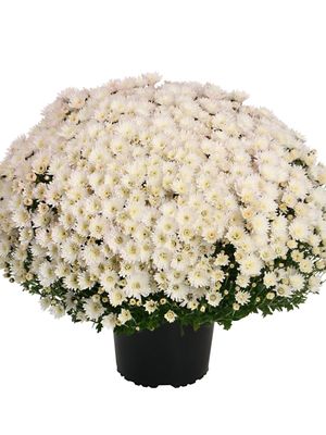 CRIZANTEMA ASTRIX WHITE - T102