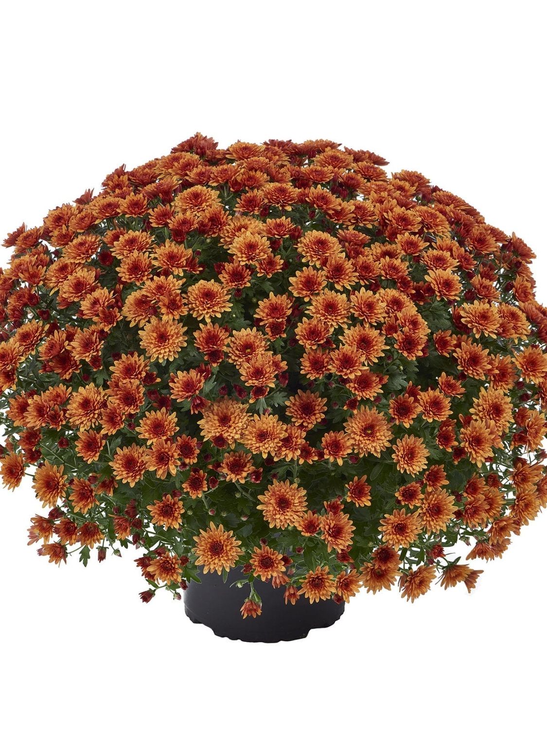 CRIZANTEMA AMADORE ORANGE - T102