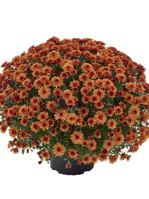 CRIZANTEMA AMADORE ORANGE - T102