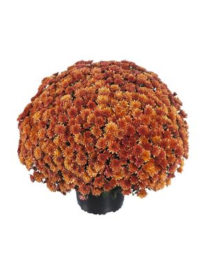 CRIZANTEMA PARADISO AMBER - T102