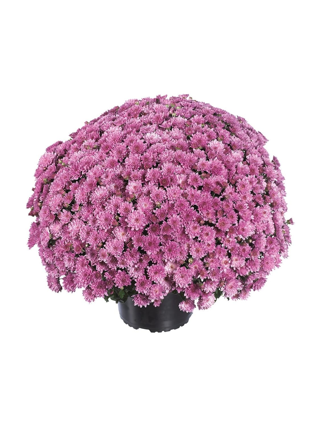 CRIZANTEMA PARADISO PINK - T102