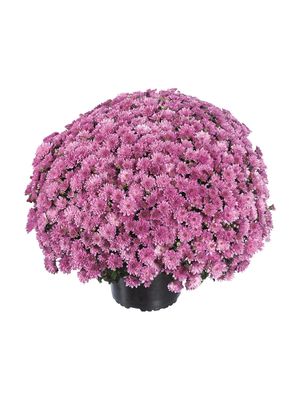 CRIZANTEMA PARADISO PINK - T102