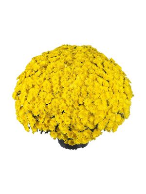 CRIZANTEMA PARADISO YELLOW - T102