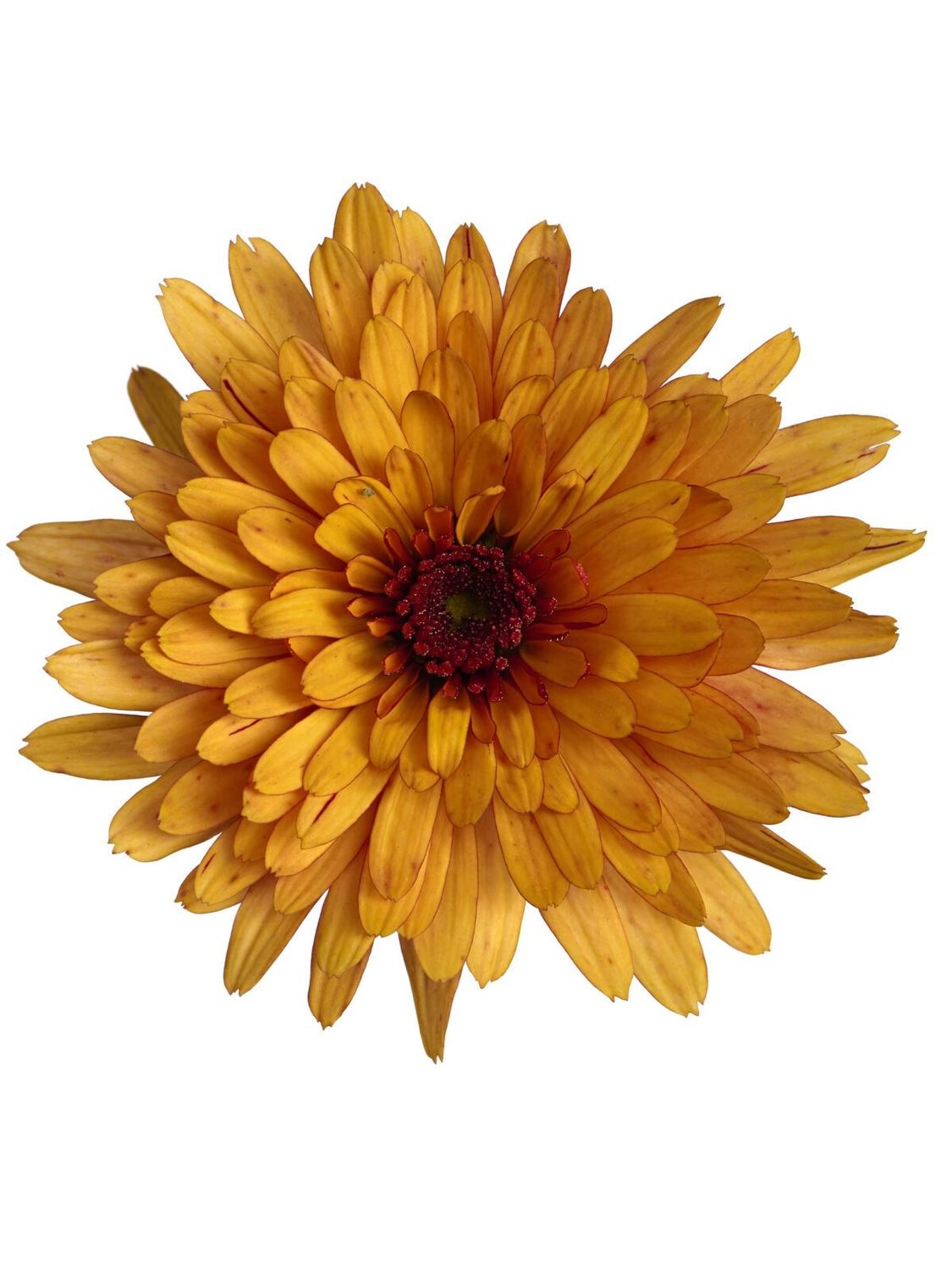 CRIZANTEMA ASTRIX ORANGE - T102