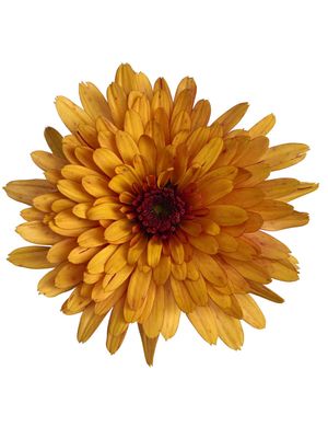 CRIZANTEMA ASTRIX ORANGE - T102