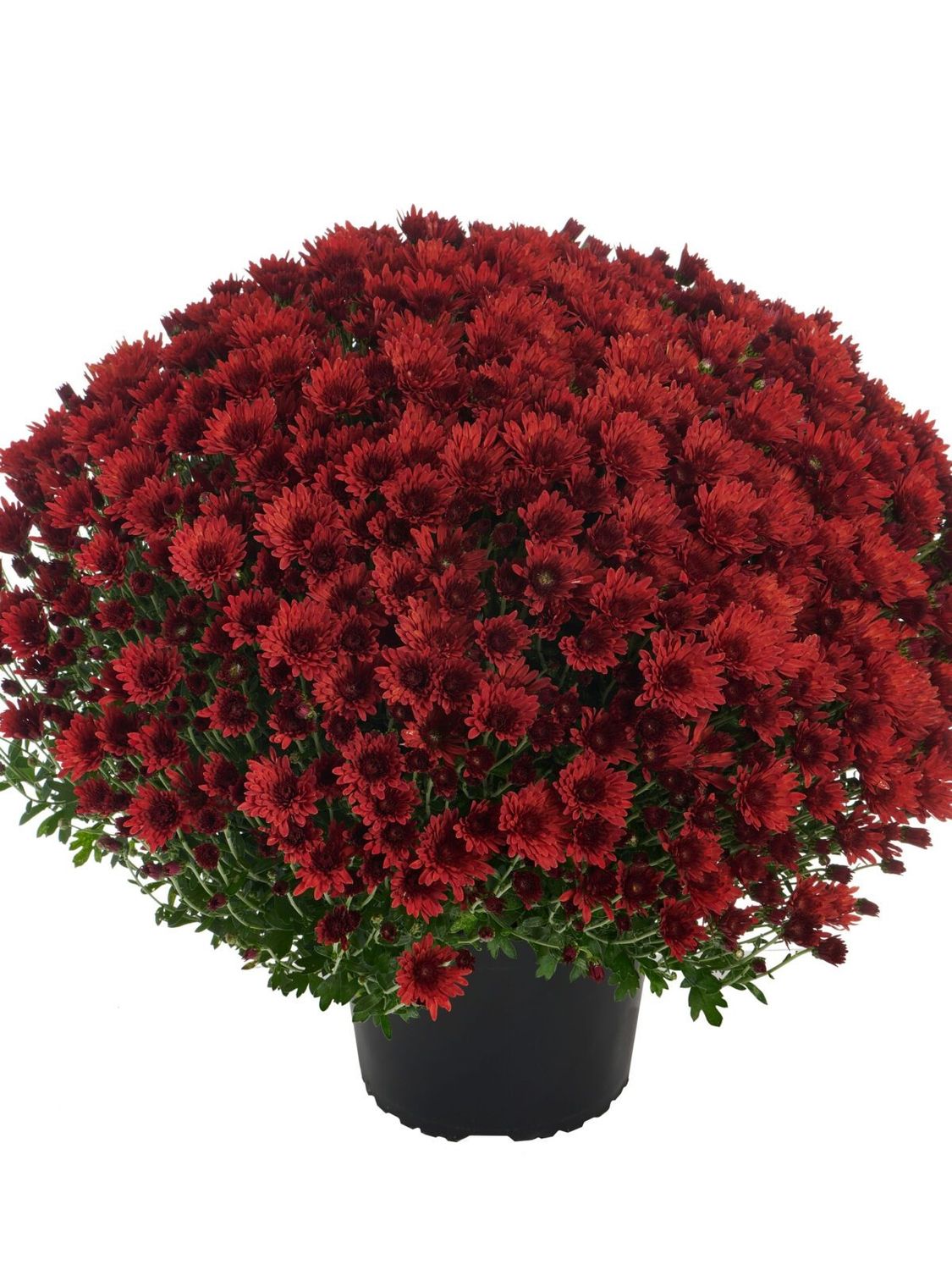 CRIZANTEMA ASTRIX RED - T102