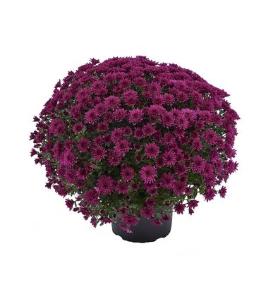 CRIZANTEMA AMADORE PURPLE - T102