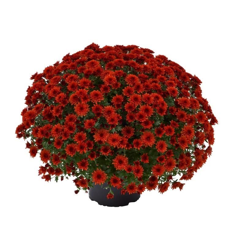 CRIZANTEMA AMADORE RED- T102