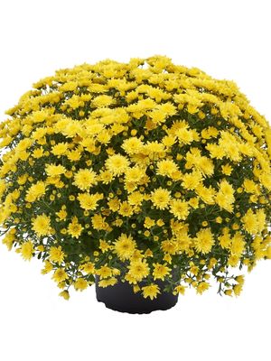 CRIZANTEMA AMADORE YELLOW - T102