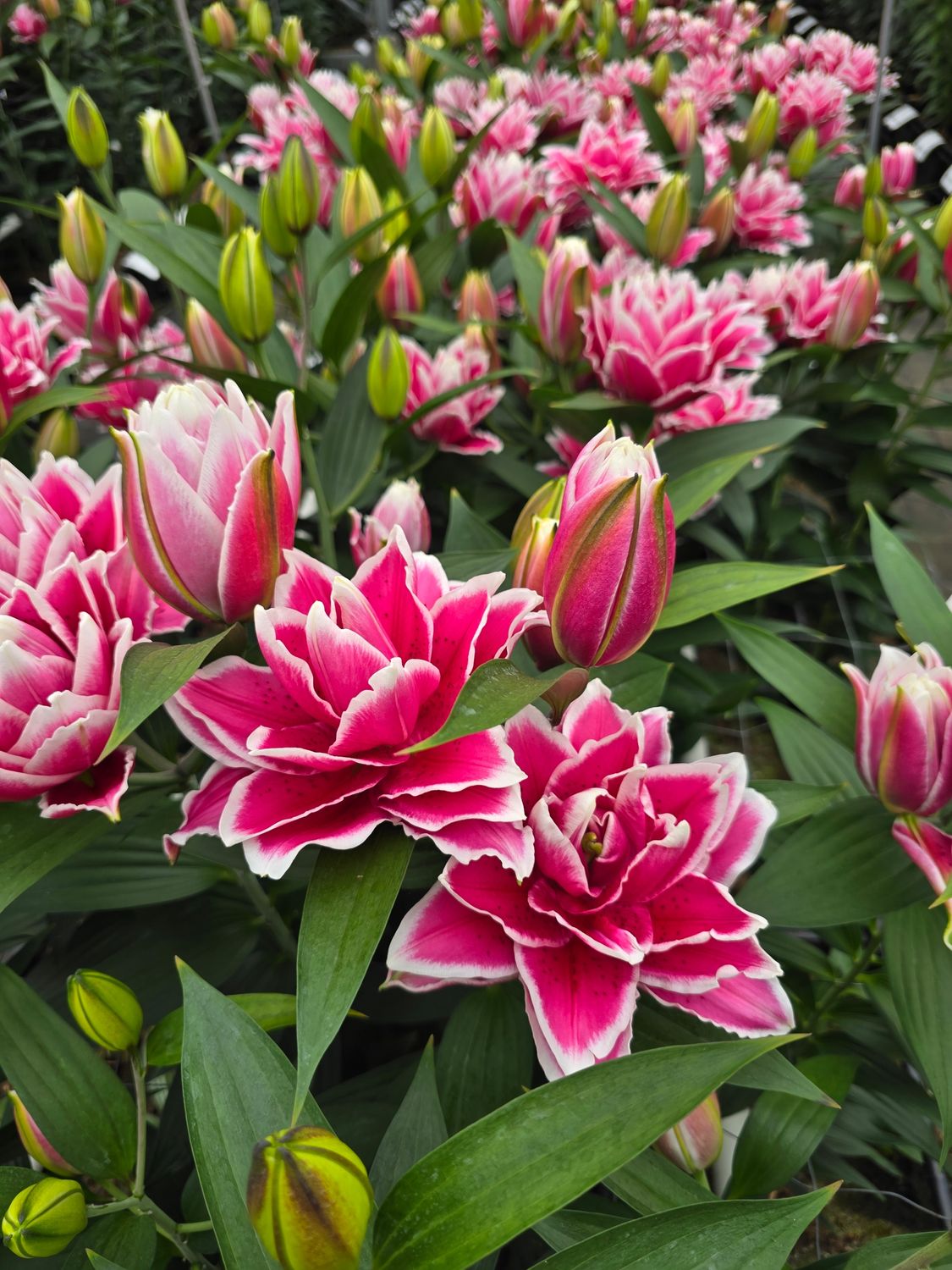 CRIN REGAL - SAMANTHA - Pachet 2 bulbi