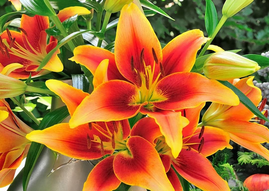 CRIN IMPERIAL - KAVERI - Pachet 2 bulbi