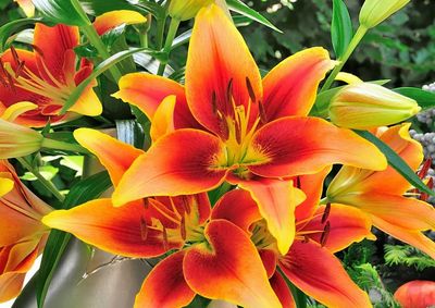 CRIN IMPERIAL - KAVERI - Pachet 2 bulbi