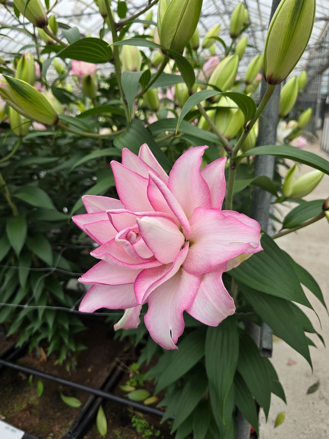 CRIN REGAL - ANOUSKA - Pachet 2 bulbi