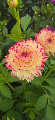 DAHLIA - ARIKO APHRODITE - 1 Buc