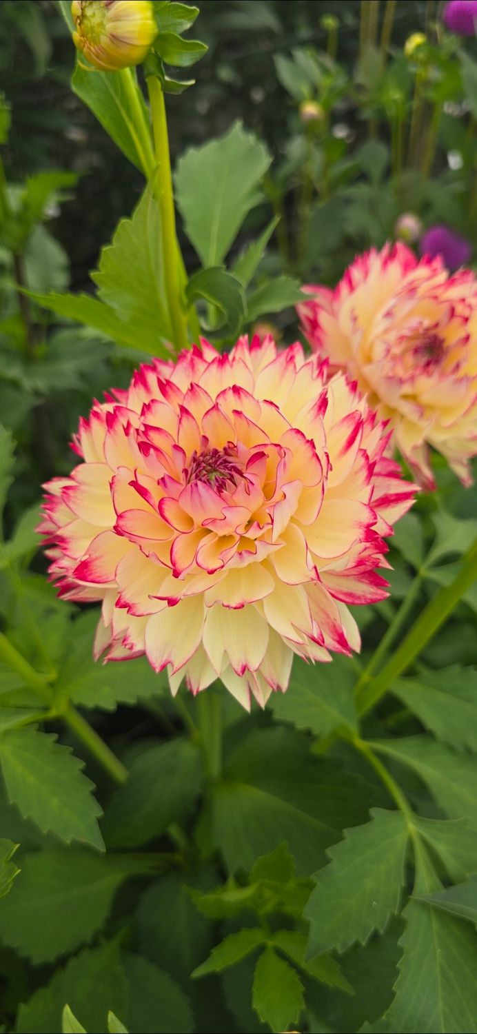 DAHLIA - ARIKO APHRODITE - 1 Buc