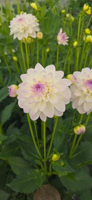 DAHLIA - EVELINE - 1 buc