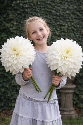 DAHLIA ALBĂ URIAȘĂ - 1 buc