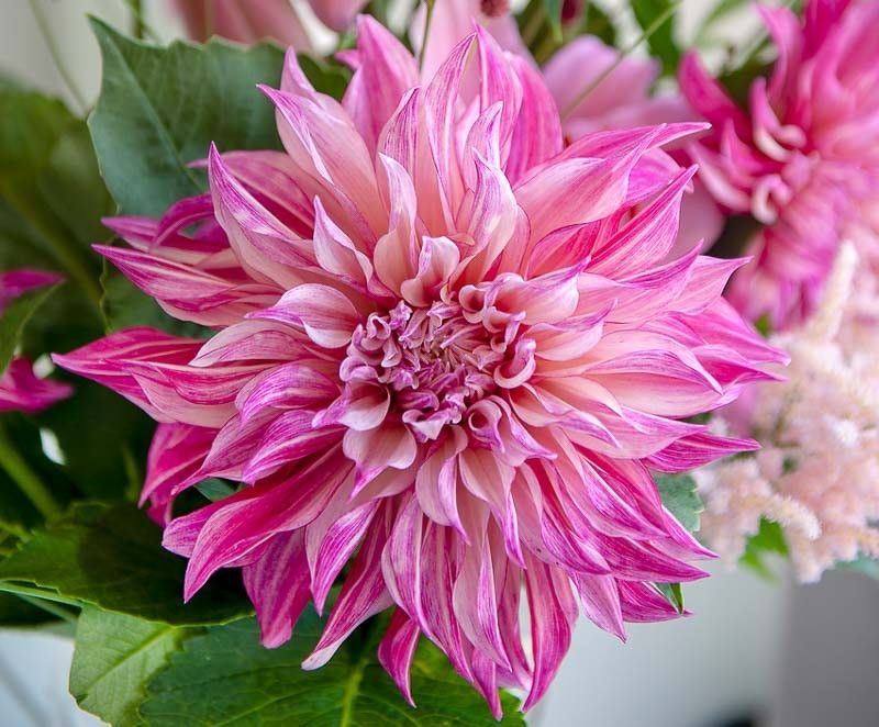 DAHLIA - CAFÉ AU LAIT ROYAL