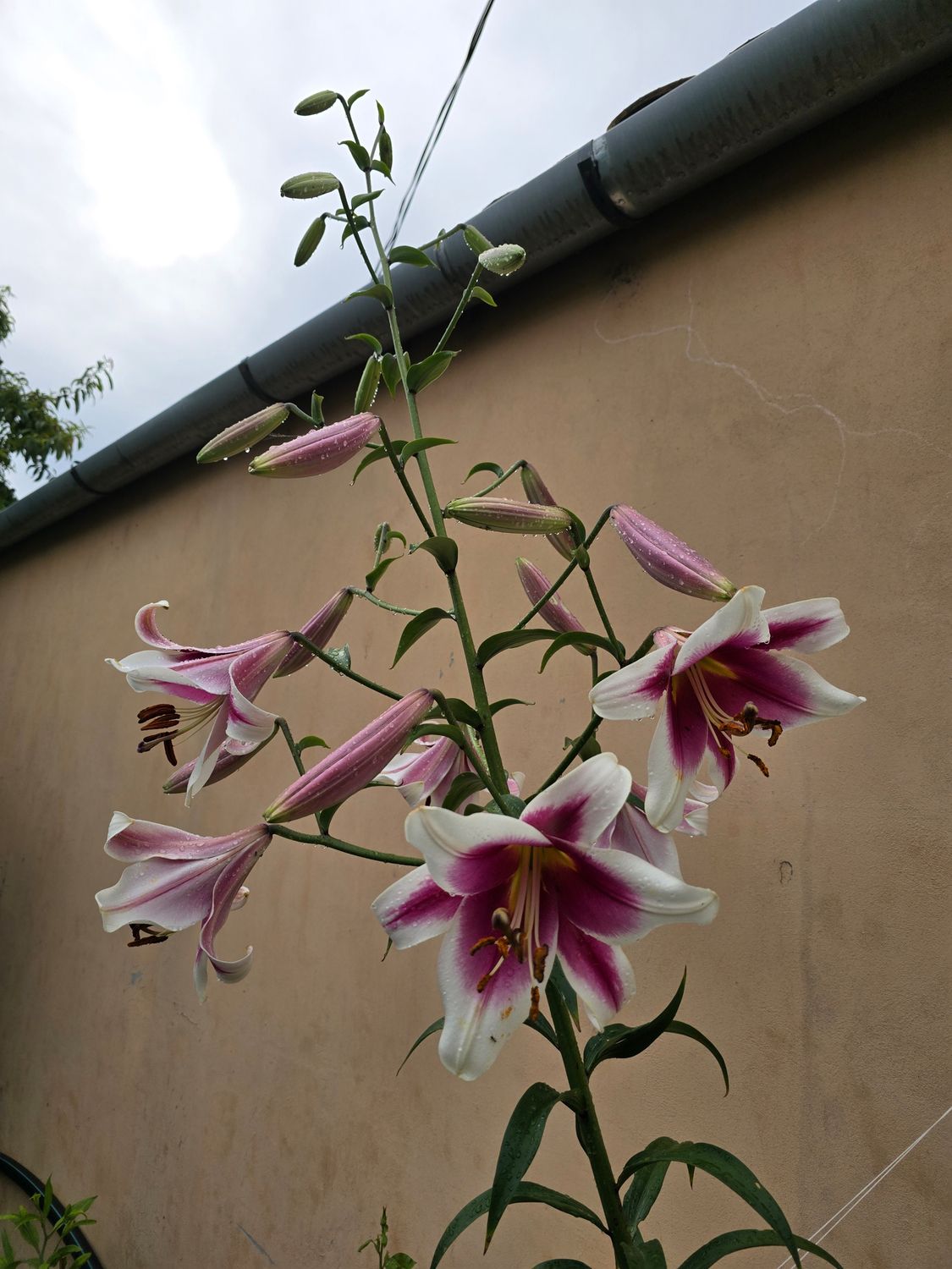 CRIN TIP COPAC - FRISO - Pachet 2 bulbi