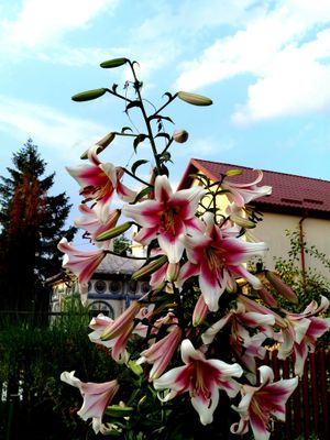 CRIN TIP COPAC - FRISO - Pachet 2 bulbi