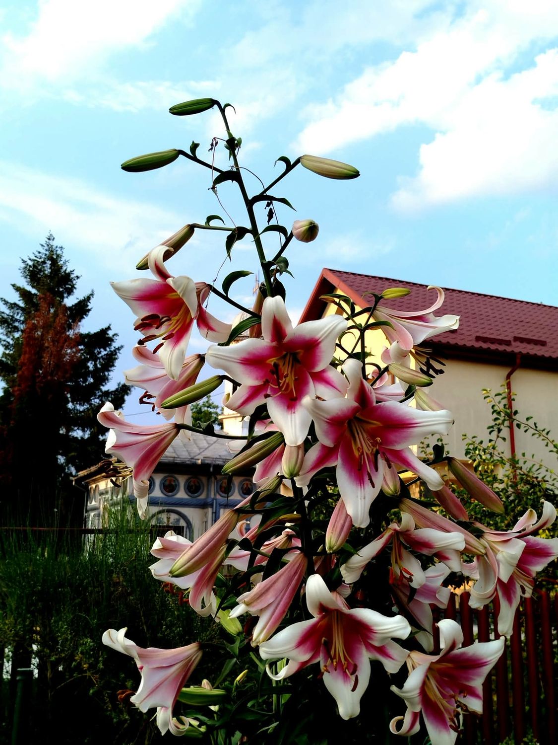 CRIN TIP COPAC - FRISO - Pachet 2 bulbi