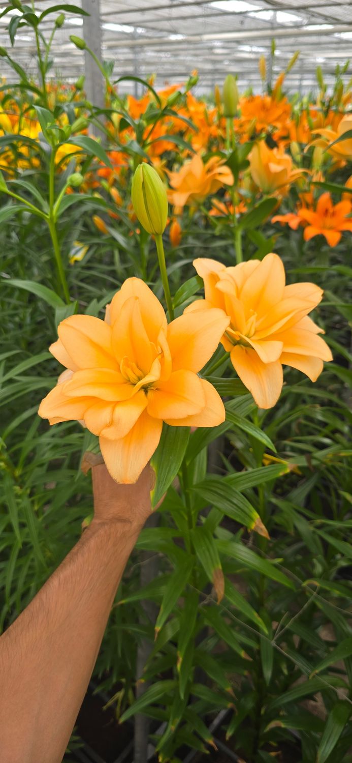 CRIN DUBLU ASIATIC - CHARMING BEAUTY - Pachet 3 bulbi